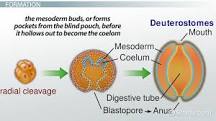 Image result for what is the coelom of the earthworm