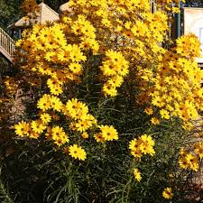 Image result for Helianthus angustifolius