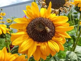 Bienenstich dessertfür die creme:• 250g pflanzendrink• 1⁄2 packung vanillepudding pulver• 2 tl ahornsirup (oder nach geschmack)• 150g vegane quark,. Weltbienentag World Bee Day Der Vereinten Nationen 20 Mai 2021