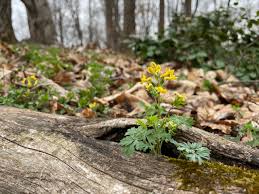 Image result for Corydalis