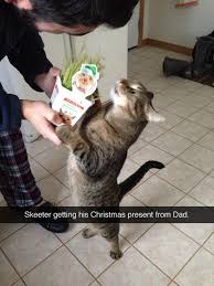 Christmas Present Crazy Cats Cute Animals Funny Animal Pictures