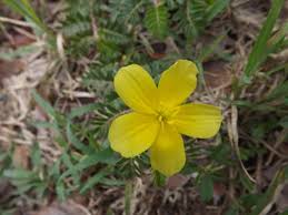 Image result for Tribulus zeyheri