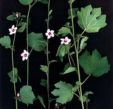 Image result for Urena