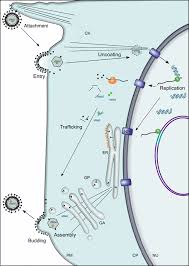 7.1 life is cellular draft. The Use Of Sem To Explore Viral Structure And Trafficking Chapter 7 Scanning Electron Microscopy For The Life Sciences
