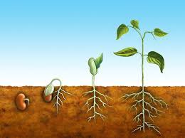 If you type in anything. Curious Kids Where Did The First Seed Come From