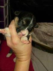 We did not find results for: Puppyfinder Com Cowboy Corgi Puppies Puppies For Sale Near Me In Colorado Usa Page 1 Displays 10