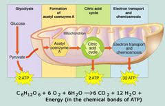 Biology 7 Cellular Metabolism Biochemistry Cellular Respiration Biology