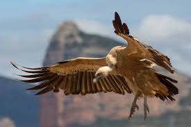 A Griffon vulture gets a new lease of life in Egypt