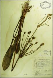 Image result for Butomopsis