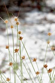 Image result for Bulbostylis schoenoides