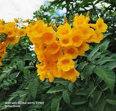 Check spelling or type a new query. Beautiful Yellow Bell Flowers From Temple Garden Peakd