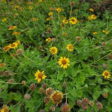 Image result for Vangueria cistifolia