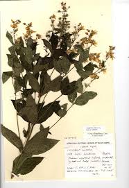 Image result for Lysimachia ruhmeriana