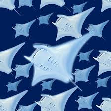 Stingrays Manta Rays Pattern Stingrays Manta Rays Pattern Manta Ray Art Illustration Art