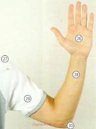 Clear sound is provided for all tamil animals , birds and body parts names to make learning easy. Human Body Parts Pictures With Names Body Parts Vocabulary Leg Head Face