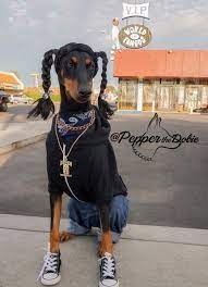 Free shipping on orders over $25 shipped by amazon. Pepperthedobie As Snoop Dogg Doberman Dobermanpinscher Dobe Dobermann Snoopdogg Longbeach Dog Co Pet Halloween Costumes Dog Costumes Funny Dog Halloween