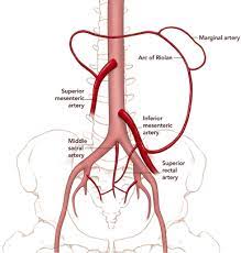 Visceral Collateral Pathways In Aortoiliac Occlusive Disease The Download Scientific Diagram
