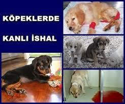 Kopeklerde Kanli Ishal Neden Olur Bilgiustam