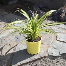Image result for Pandanus sp. A