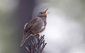 Learn how to create bird houses from a natural log. House Wren Audubon Field Guide