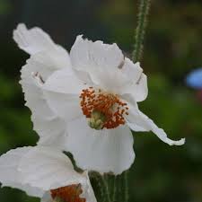 Pavot Bleu De L Himalaya Meconopsis Betonicifolia Alba In 2020