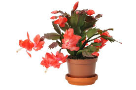 A favorite holiday plant, christmas cactus are succulents that are usually grown as houseplants. Christmas Cactus With Red Leaves Thriftyfun