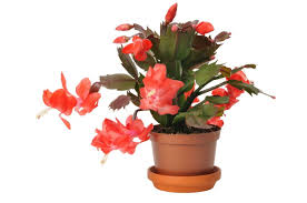 On the margins of the leaves you will notice rounded growing a christmas cactus. Christmas Cactus With Red Leaves Thriftyfun