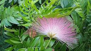 Image result for Calliandra surinamensis