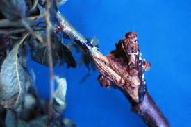 Image result for Rhizobium radiobacter, syn. Agrobacterium tumefaciens