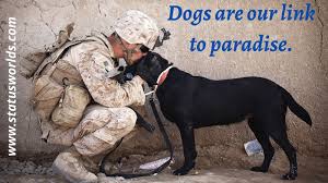 I saw a dog today quote. 100 Best Famous Dog Status Quotes 2021 For A Dog Lover Status World