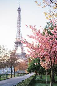 Paris In Spring Is Magical Cherry Blossoms Are Amazing Paris In Spring Paris Paris Travel