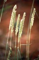 Image result for Anthephora pubescens