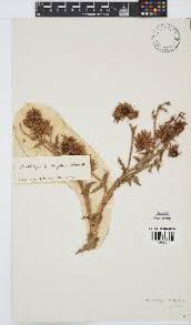 Image result for Berkheya bipinnatifida