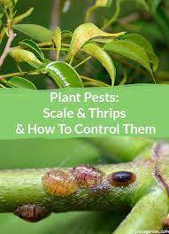 Check spelling or type a new query. Plant Pests Scale Thrips And How To Control Them