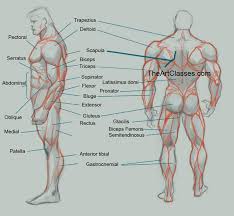 We did not find results for: How To Draw Man Muscles Body Anatomy My B S Is Boss Anatomy Reference Body Anatomy Anatomy For Artists