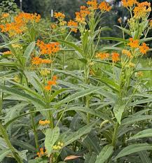 Image result for Asclepias curassavica