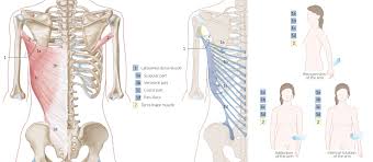 In vertebrate anatomy, ribs (latin: Chest Wall Amboss