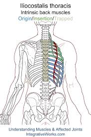 Pin On Musculos