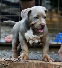 We did not find results for: Bully Pitbull Puppies Price Pet S Gallery