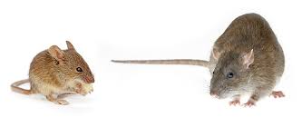 We did not find results for: Mice Vs Rats How To Tell Them Apart Guide Fantastic Services