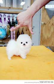 Baby Cotton Ball Cute Baby Animals Pomeranian Puppy Teacup Cute Puppies