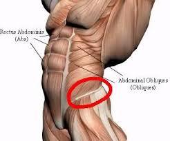 Now that we've studied the skeletal pelvis and ribcage, it's time to see how they come together with the musculature of the torso. Side Abs External Abdominal Oblique Muscle Strain Muscle Function Health Advisor