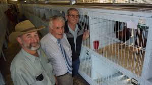 Lismore all-game poultry show draws champion hard-feather from near and far 