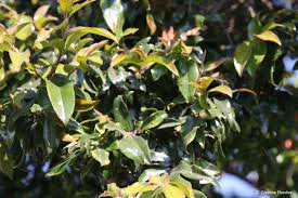 Image result for Diospyros abyssinica