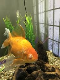 Goldfish Eye Growth My Aquarium Club