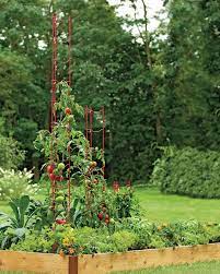 How far apart to plant tomatoes in a raised bed? How To Grow Tomatoes In A Raised Bed Hgtv