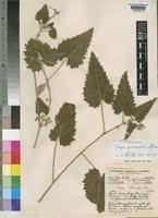 Image result for Tragia brevipes