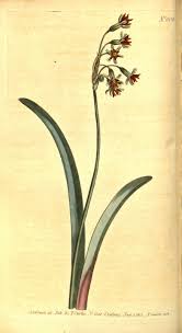 Image result for Tulbaghia alliacea