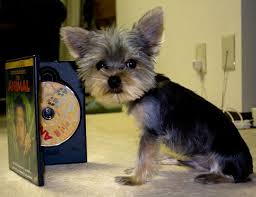 Estimate Your Puppys Weight And Size Yorkiepassion Com