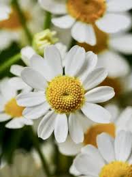 Image result for Tanacetum parthenium